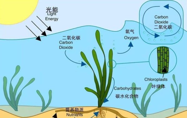 盈策略 海草床竟有这3大神奇作用，快来了解！